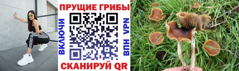 Галлюциногенные грибы прущие грибы  Купить где  Орлов 